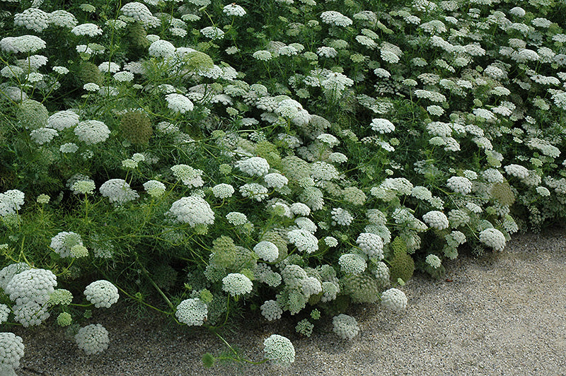 Lielā visnaga ammija 'Green Mist'