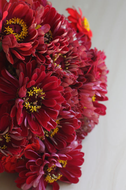 Cinnijas Benary's Giant Deep Red'