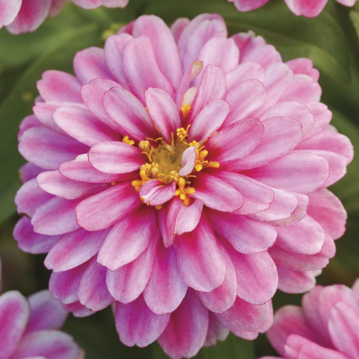 Cinnija 'Zahara Double Raspberry Riple'