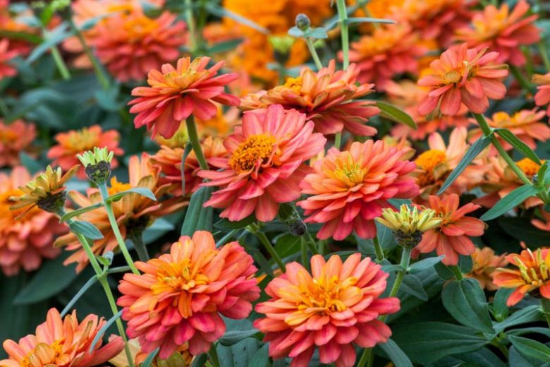 Cinnija 'Profusion Double Deep Salmon'