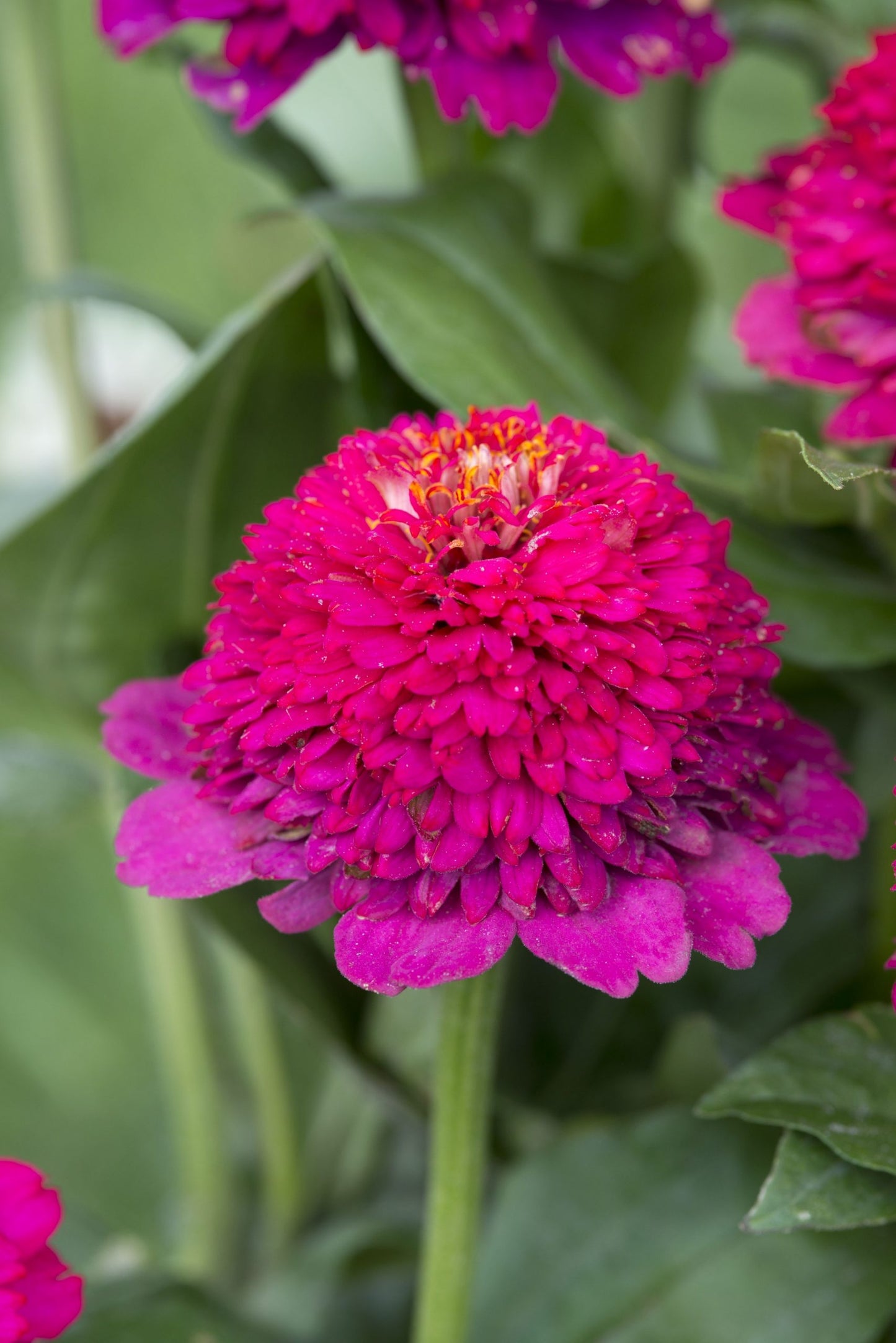 Cinnija 'Cresto Violet'