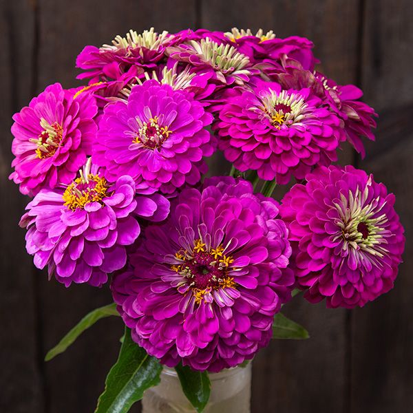 Cinnijas Benary's Giant Deep Purple'