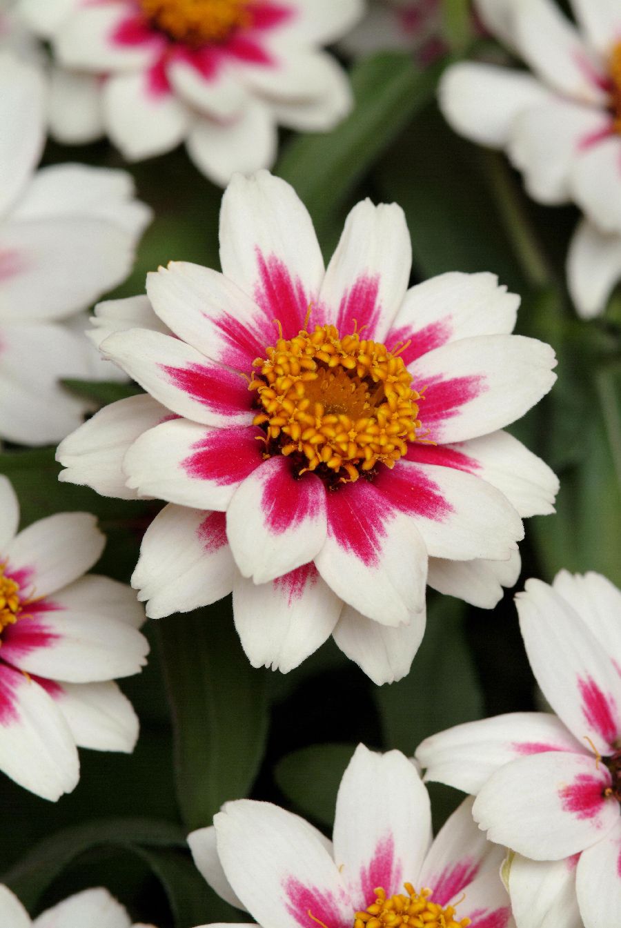 Cinnija 'Single Starlight Rose'