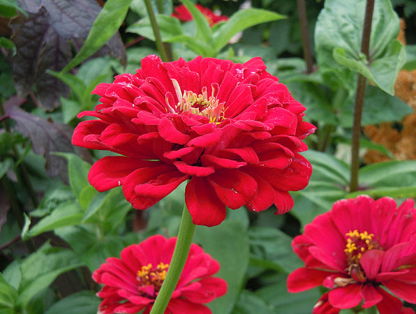 Cinnijas 'Meteor'
