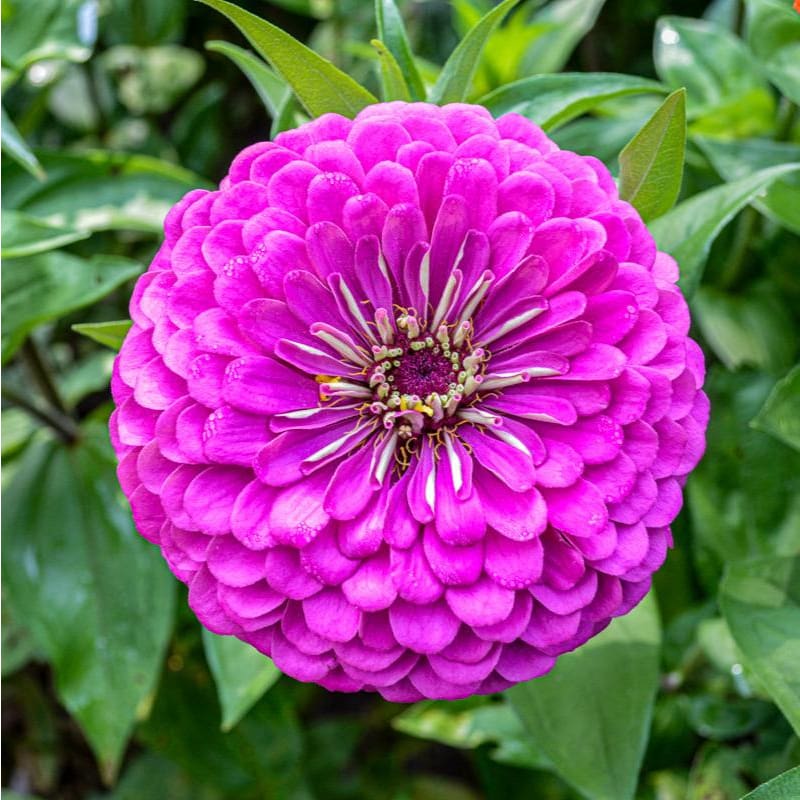 Cinnijas Benary's Giant Deep Purple'