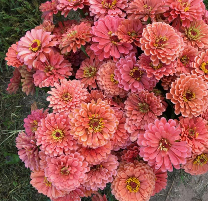Cinnijas Benary's Giant Salmon Rose