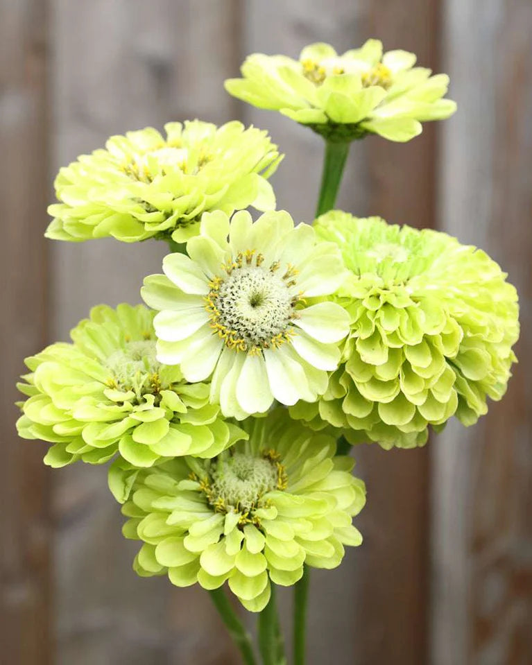 Cinnijas 'Benary's Giant Lime'