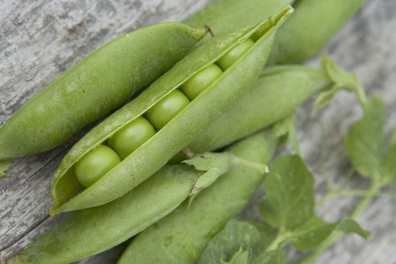Agrie zirņi 'Avola'