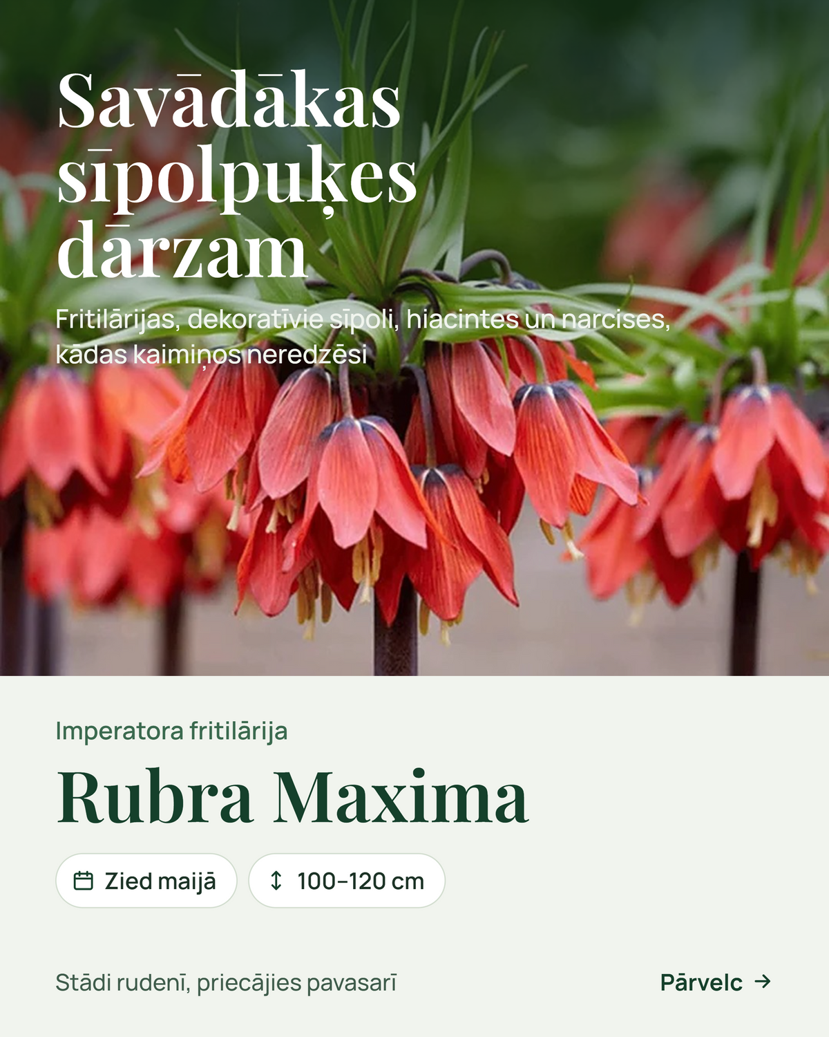 RUDENS SĪPOLPUĶES 2026