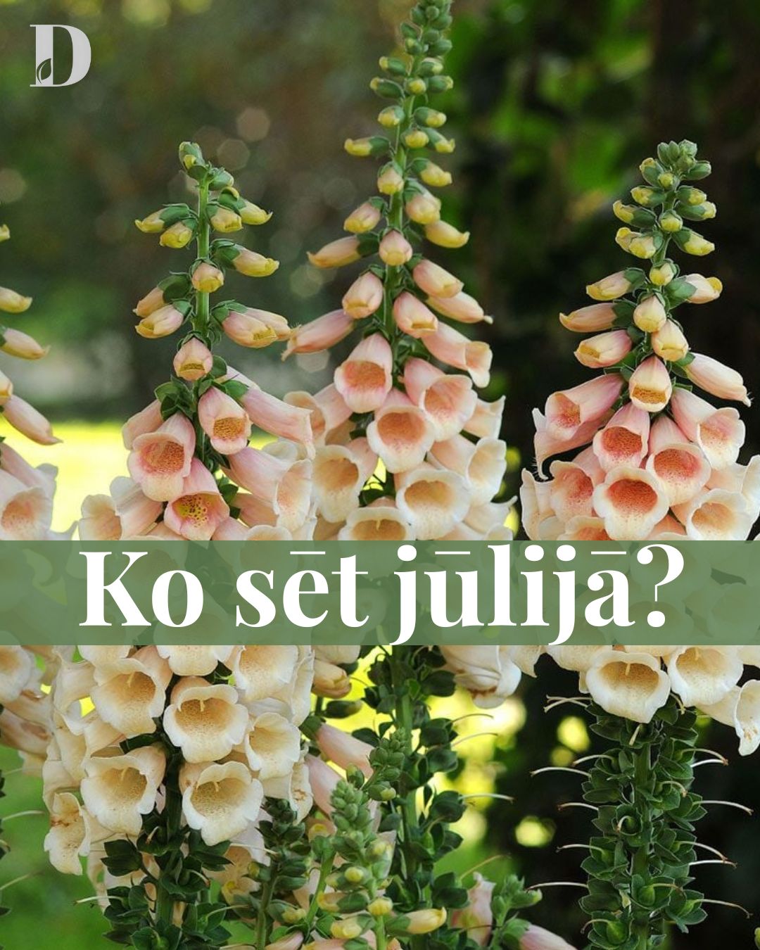 Ko sēt jūlijā?