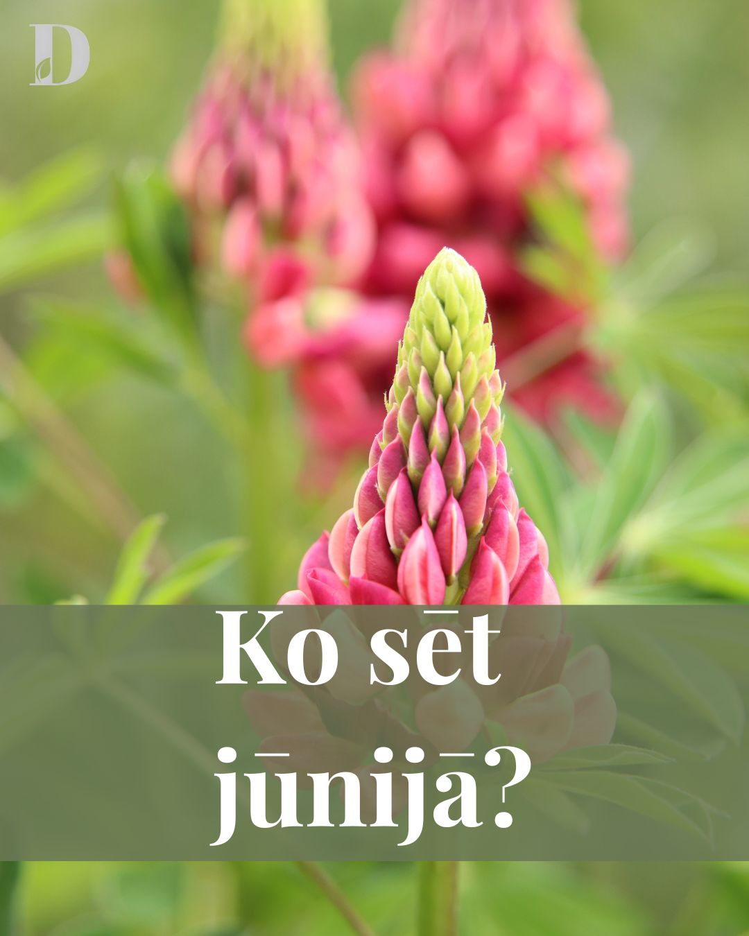 Ko sēt jūnijā?