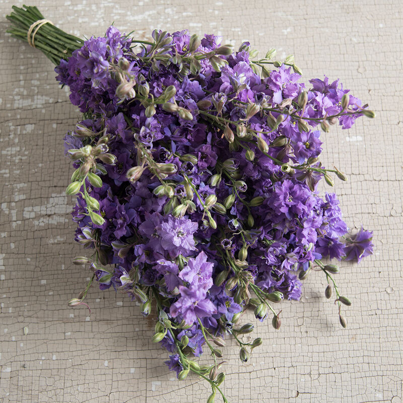 Delfīnija 'Qis Lilac'