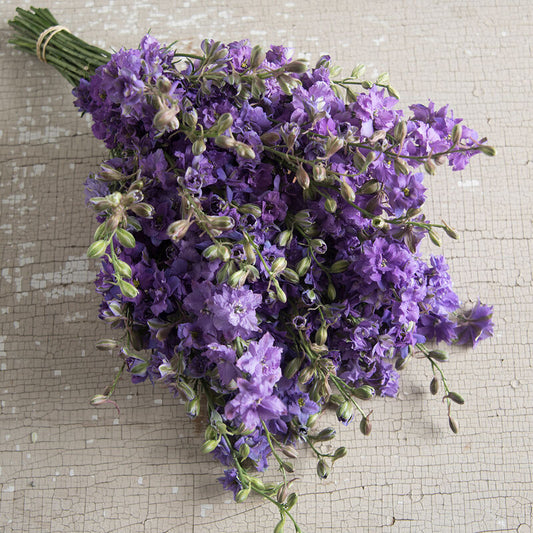 Delfīnija 'Qis Lilac'