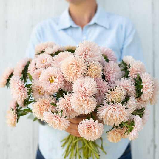 Asteres 'King Size Apricot'