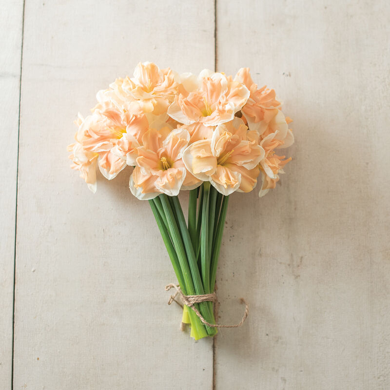 Narcises 'Apricot Whirl'