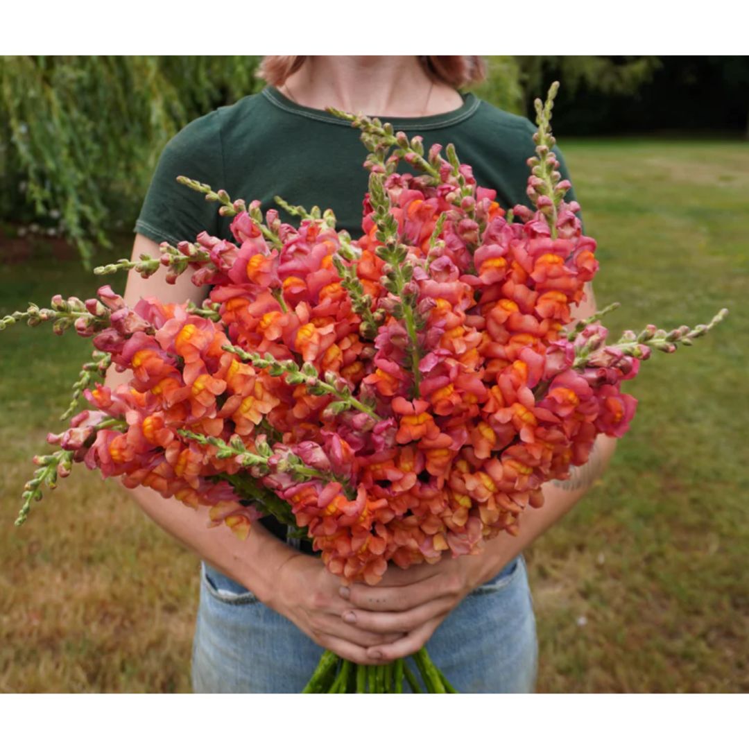 Lauvmutīte 'Potomac Orange'