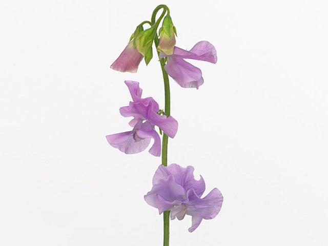 Puķuzirņi 'Winter Sunnshine Lavender'