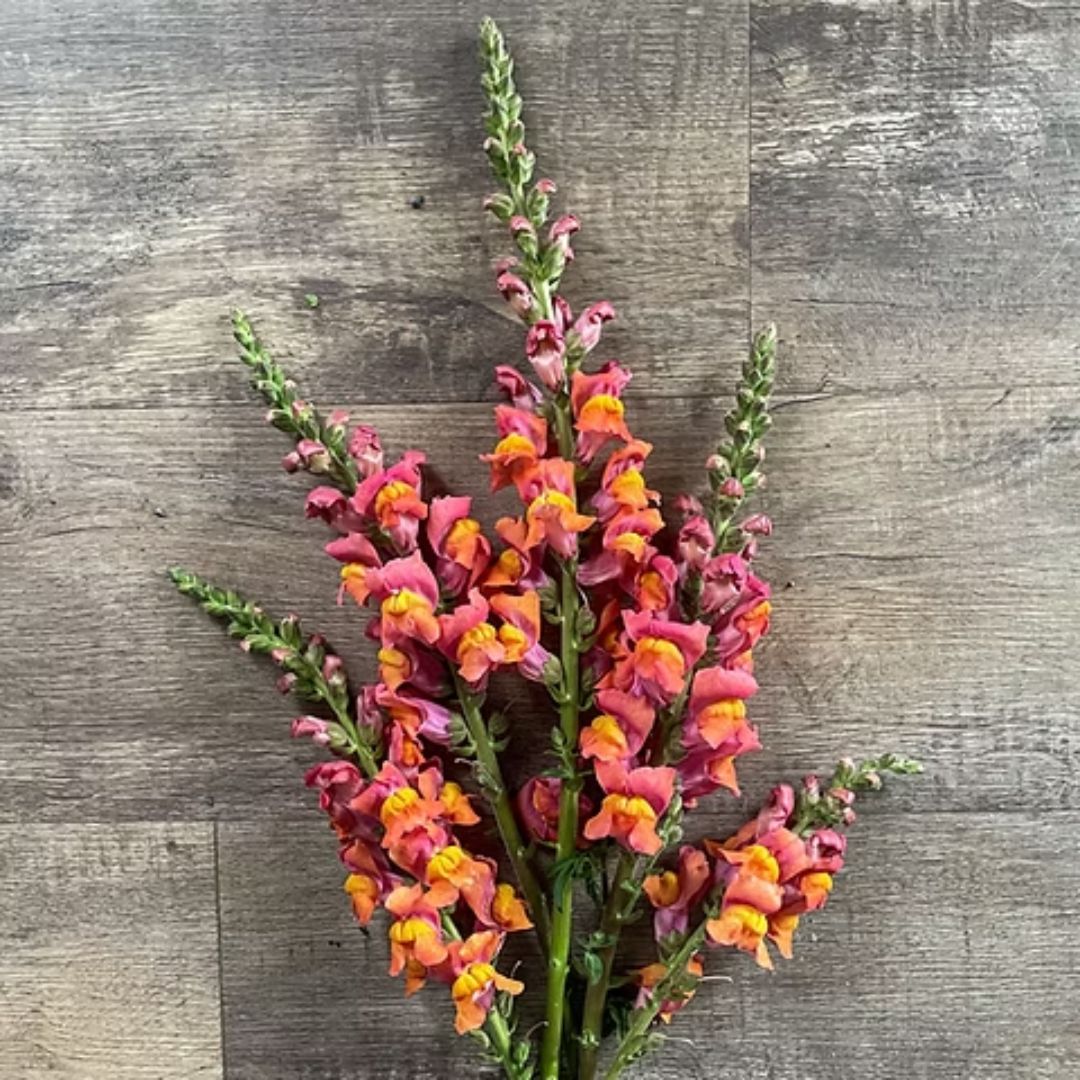 Lauvmutīte 'Potomac Orange'