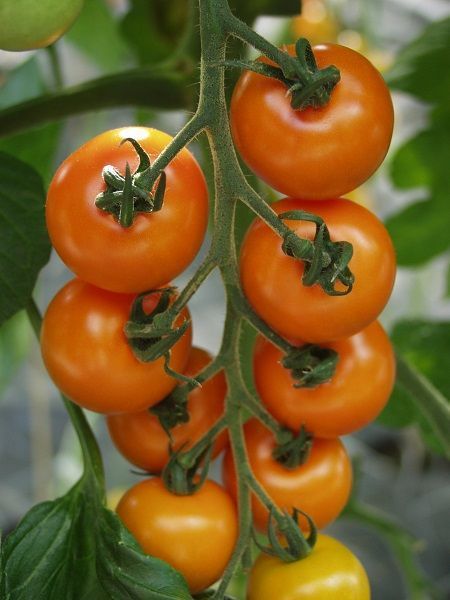 Tomāti 'Apresa' F1 JAUNUMS!