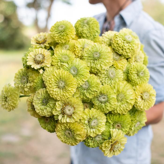 Cinnijas 'Benary's Giant Lime'