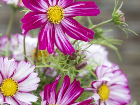 Kosmeja 'Dwarf Purple Picotee'