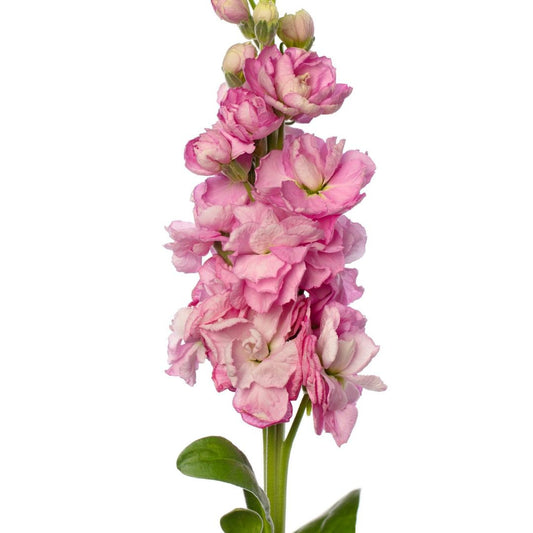 Lefkoja 'Early Iron Pink'