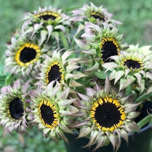 Saulespuķe 'Sunfill Purple' F1