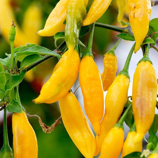 Asie pipari 'Hot Lemon'