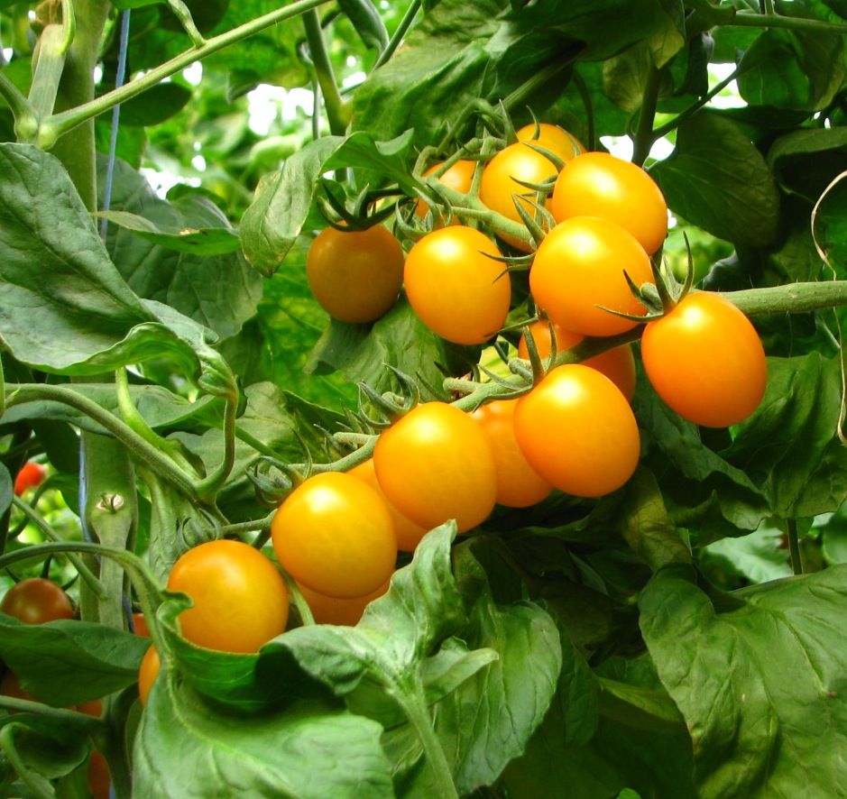 Tomāti 'Star Gold' F1 JAUNUMS!