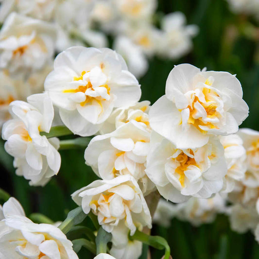 Narcises 'Bridal Crown'