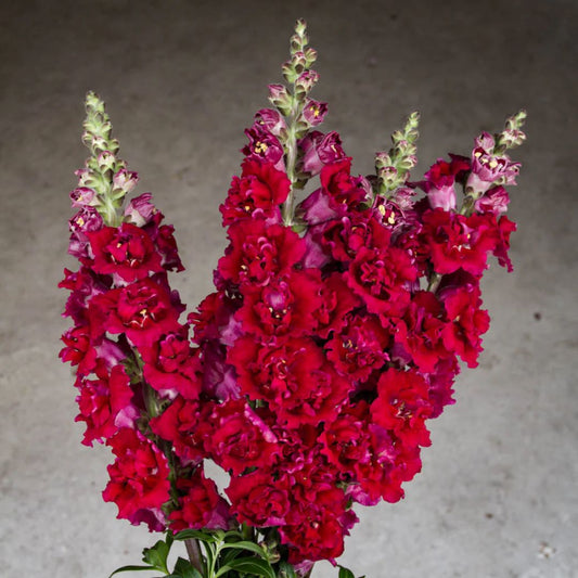 Lauvmutīte 'Butterfly Red'