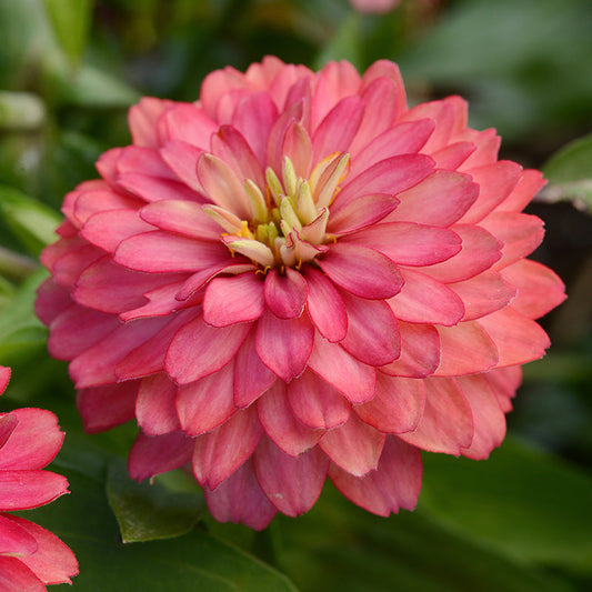 Cinnija 'Zahara Double Salmon'
