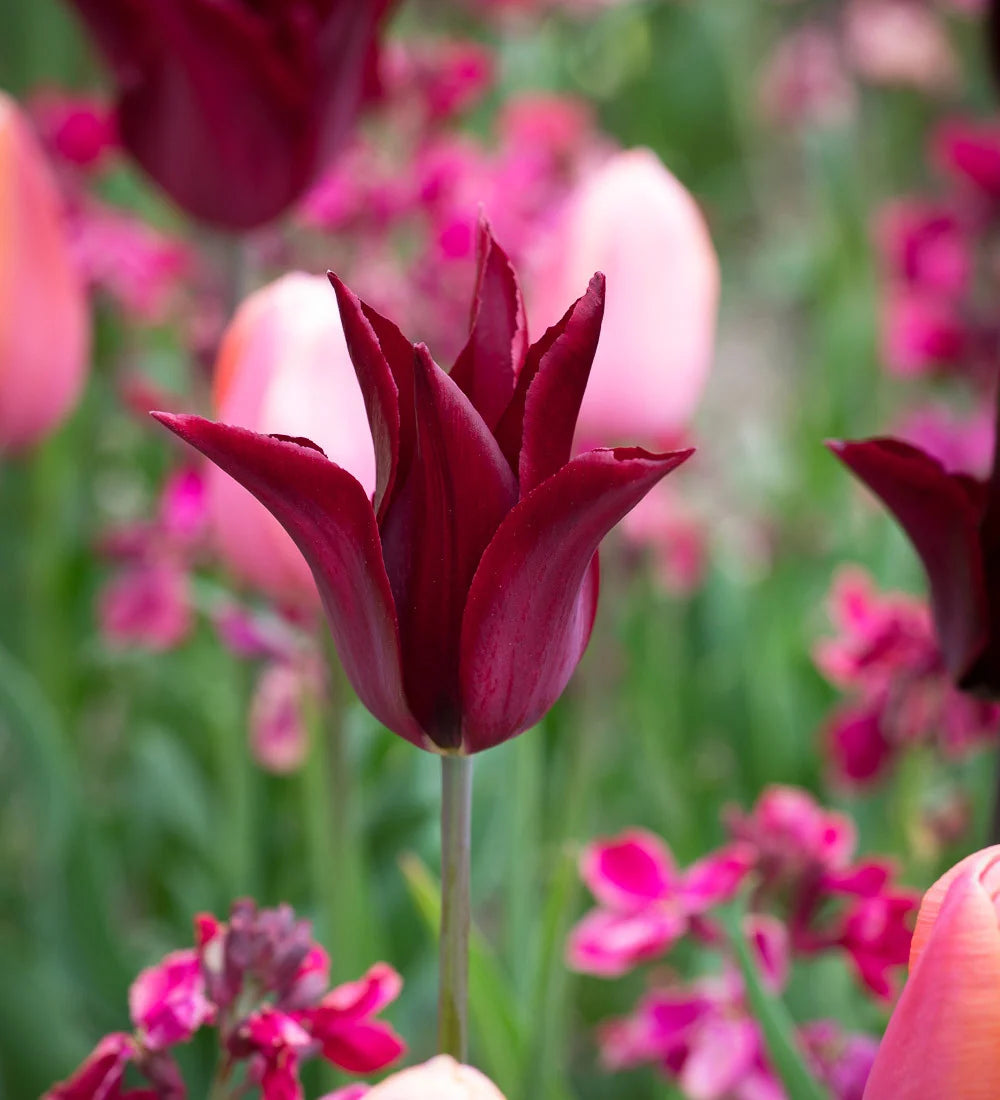 Tulpes 'Sarah Raven"