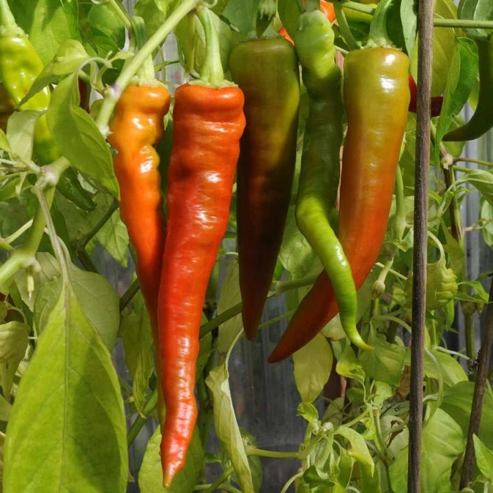 Paprika 'Lombardo'