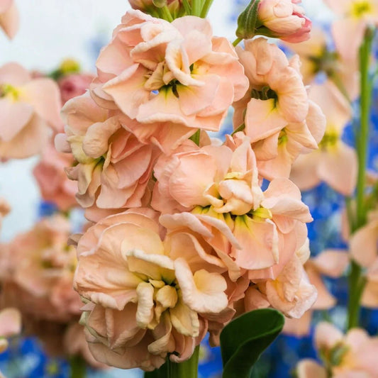 Lefkoja 'Iron Apricot'