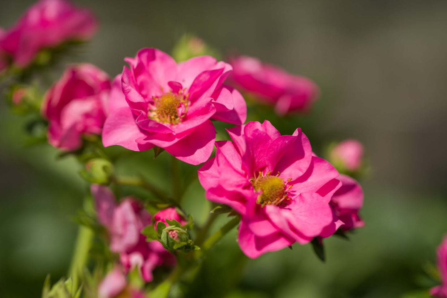 Zemenes 'Summer Cherry Breeze'
