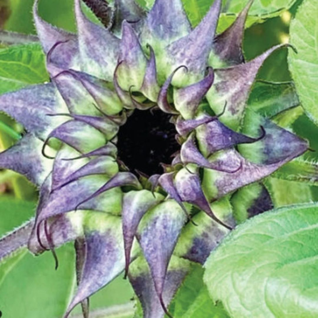 Saulespuķe 'Sunfill Purple' F1