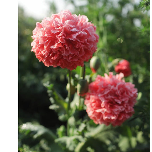 Miega magone 'Frosted Salmon Peony'