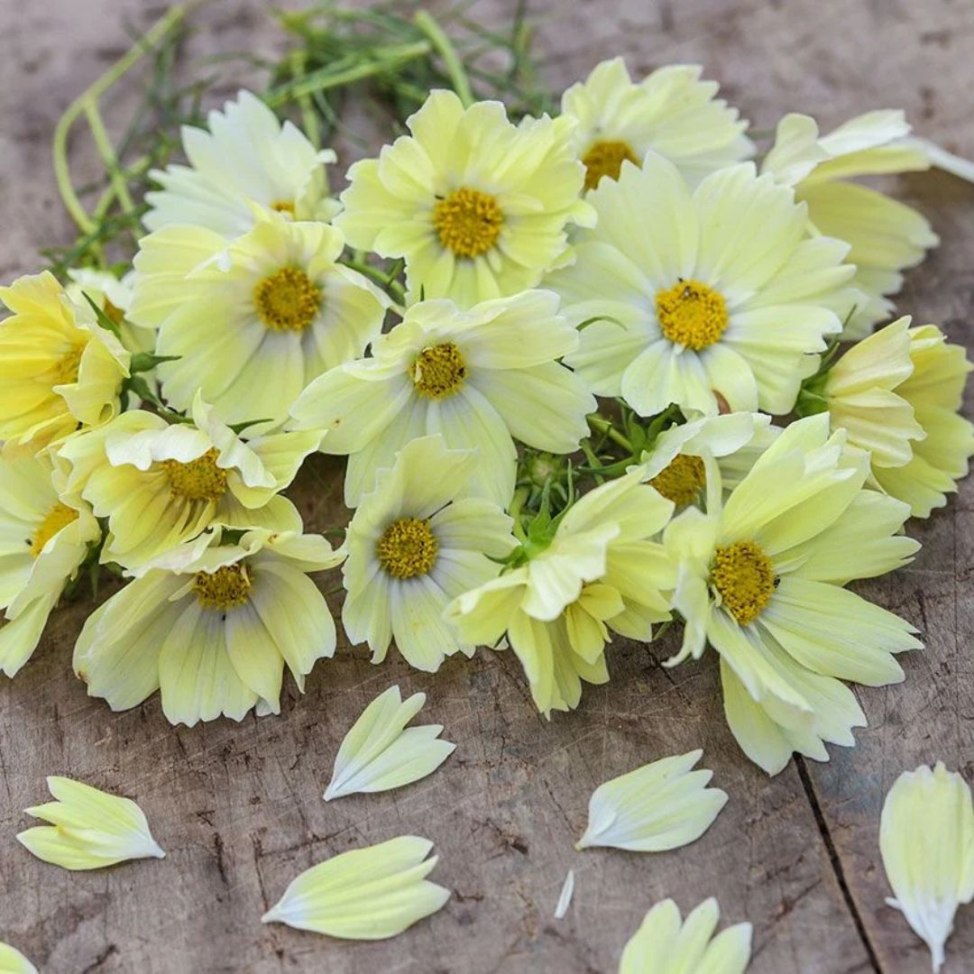 Kosmeja 'Xanthos'