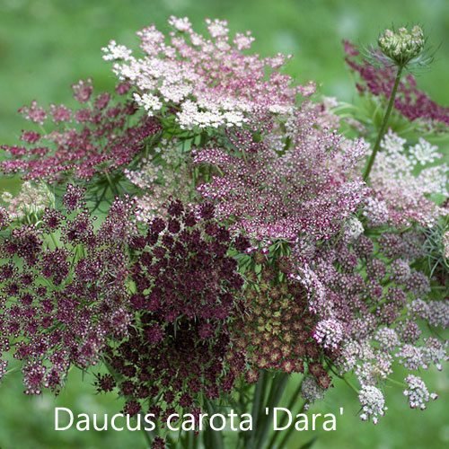 Daucus carota 'Dara'
