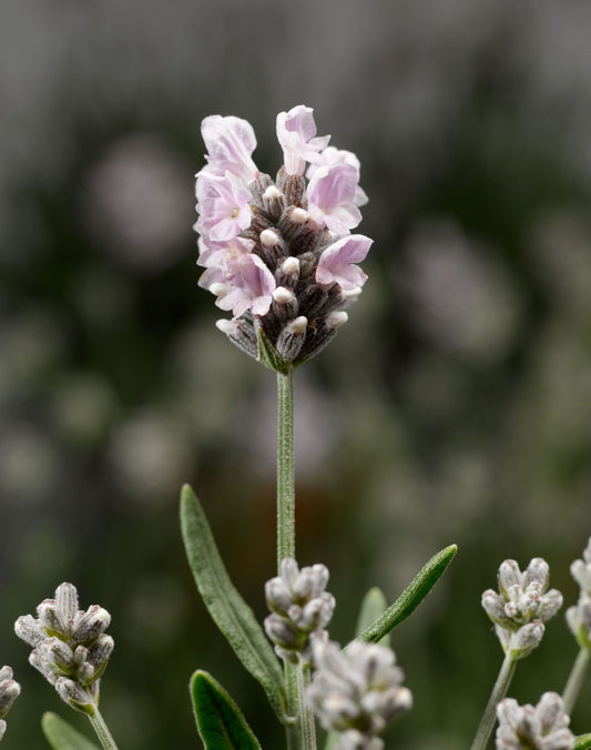 Lavanda 'Scent  White'