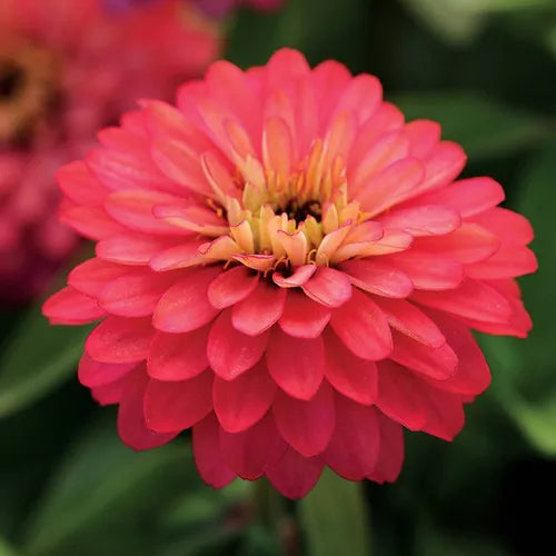 Cinnija 'Zahara Double Salmon'