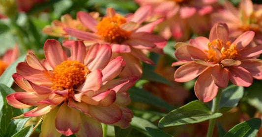Cinnija 'Profusion Double Deep Salmon'
