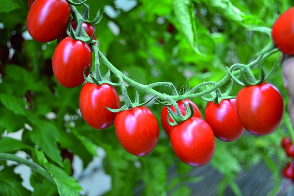 Tomāti 'Tutti Frutti chery Red' F1