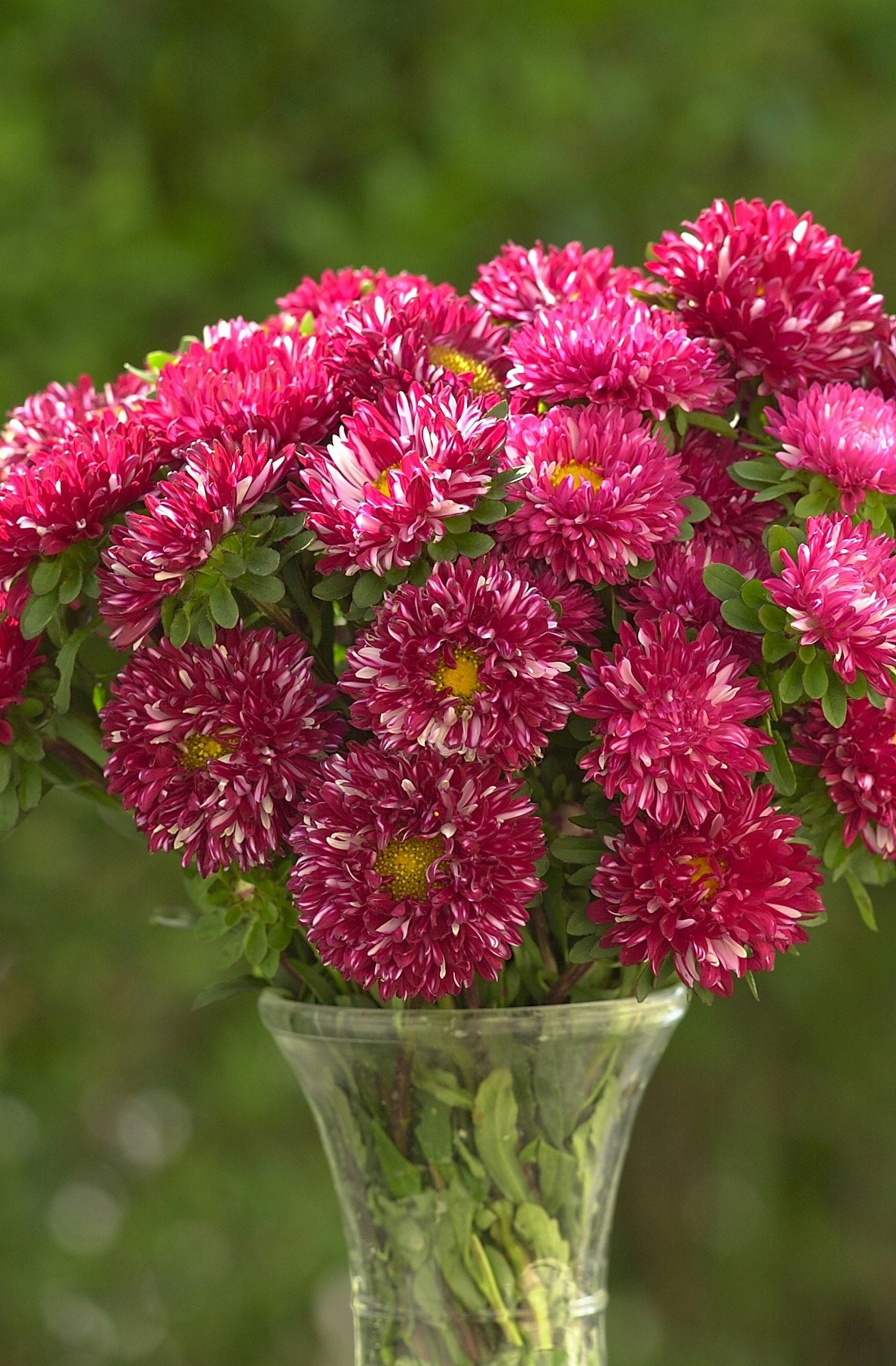 Asteres 'Matsumoto Red Striped'