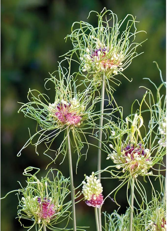 Dekoratīvis sīpols 'Hair'
