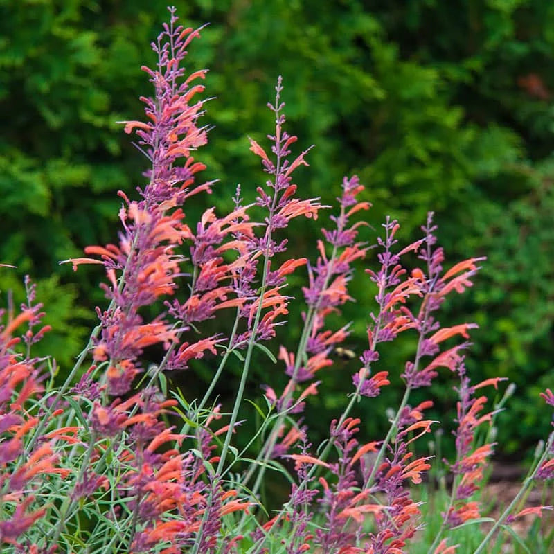 Akmeņu agastahe Agastache rupestris 'Apache Sunset'