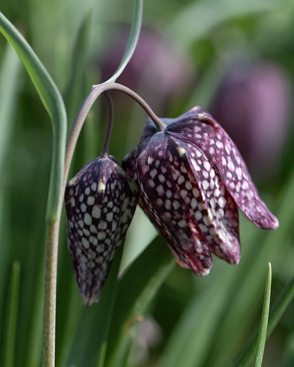 Rūtainā fritilārija