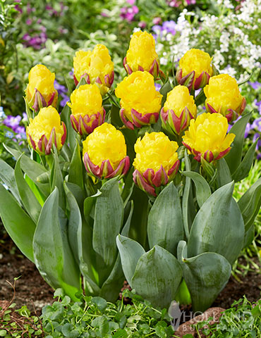 Tulpes 'Ice Cream Mix'