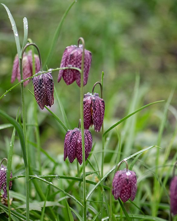 Rūtainā fritilārija